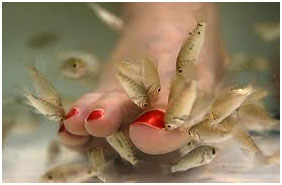 fish spa